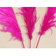 Dried Pampas Grass - Pink Color