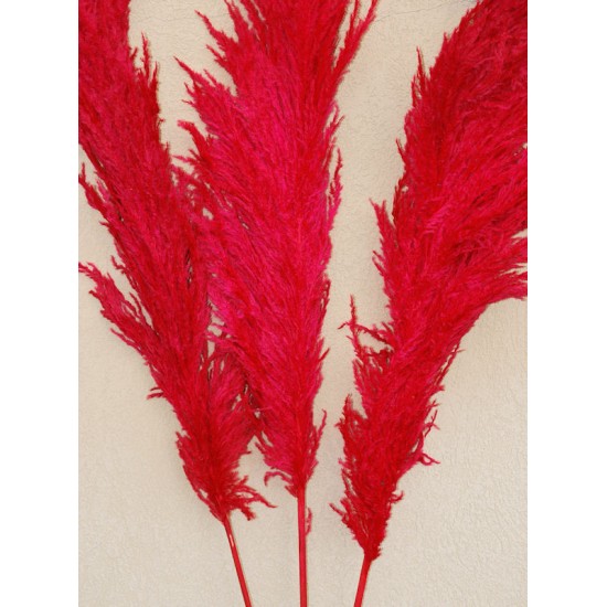 Dried Pampas Grass - Red Color Dried Pampas Grass - Red Color