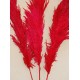 Dried Pampas Grass - Red Color Dried Pampas Grass - Red Color