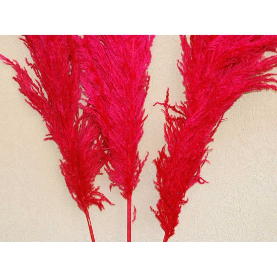 Dried Pampas Grass - Red Color