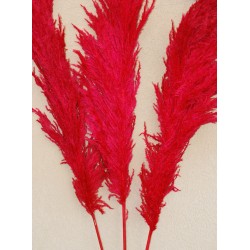 Dried Pampas Grass - Red Color