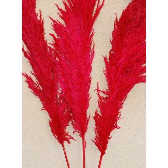 Dried Pampas Grass - Red Color