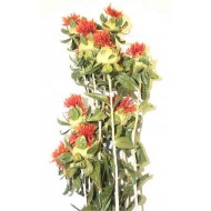 Dried Safflower bunches