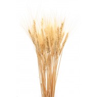 Bulk Case of Wheat Stalks - 15 lb case