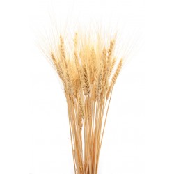 Dried Wheat Bunch - 8 oz blond