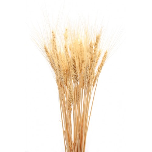 Wheat Stalk Dried Wheat Bundles Curious Country Creations