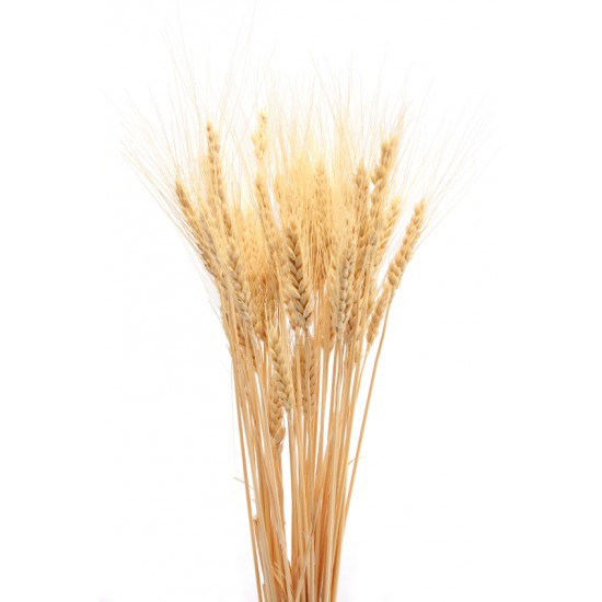 Dried Wheat Bunch - 8 oz blond Dried Wheat Bunch - 8 oz blond