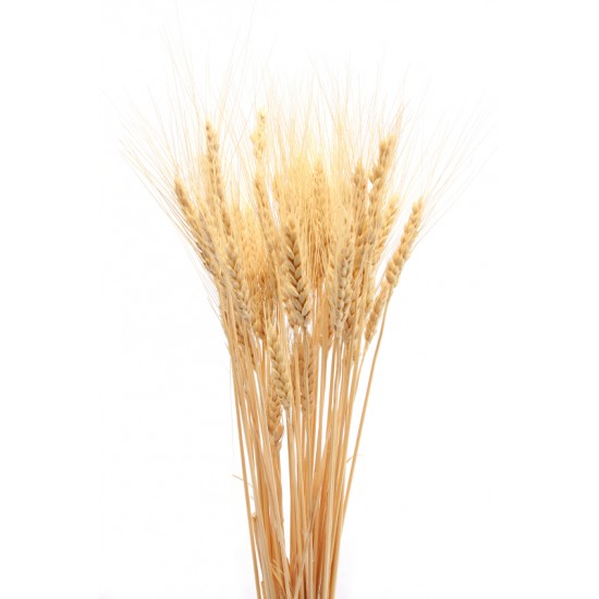 Dried Wheat Bunch - 8 oz blond