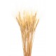 Dried Wheat Bunch - 8 oz blond Dried Wheat Bunch - 8 oz blond