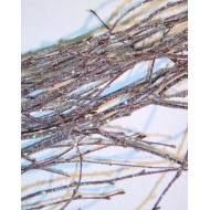 Frosted Crystal Birch Branches