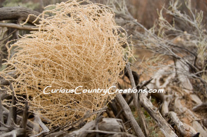 Extra Large Tumbleweed Natural Desert Tumbleweeds Huge Size 