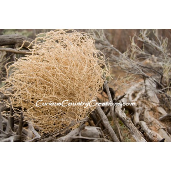Giant Western Tumbleweed