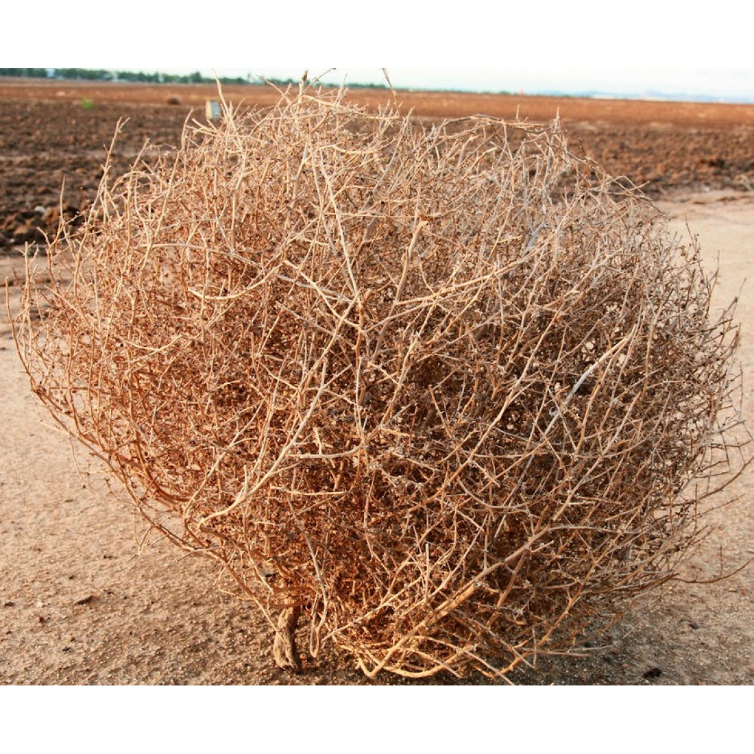 Ginormous Tumbleweed Very Large Tumbleweeds