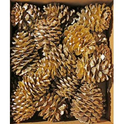 Gold Craft Ponderosa Pinecones