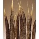 Golden Pheasant Feathers Natural