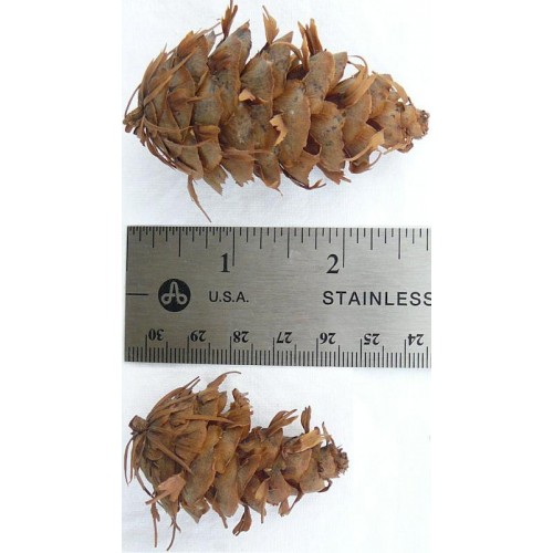 Pine cones for sale buy pine cones purchase pine cones
