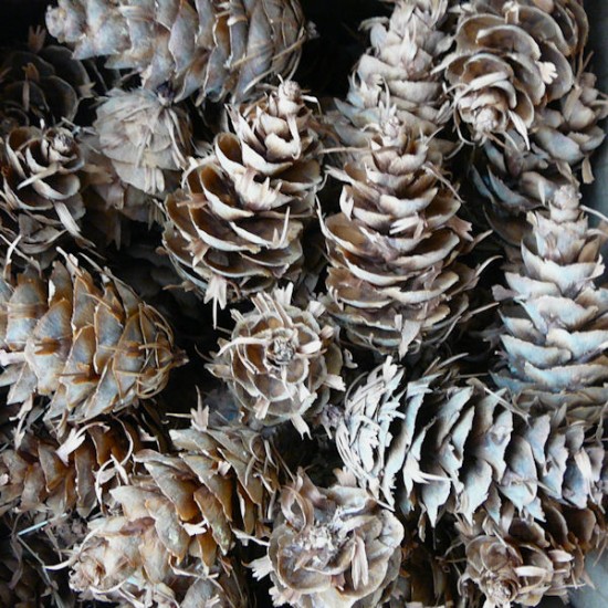 Horned Spruce Cones