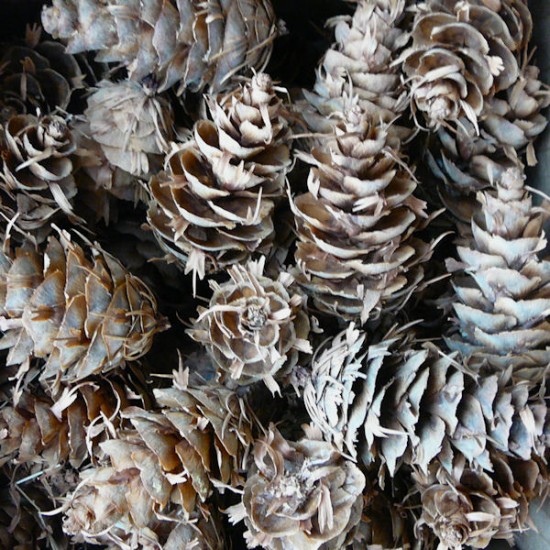 Douglas Fir Cones