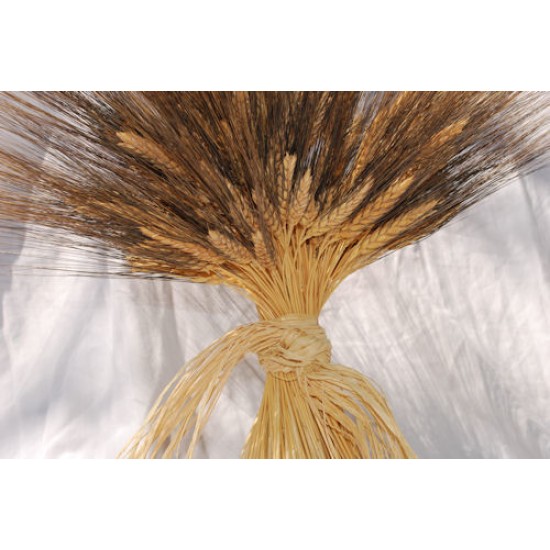 Large Dried Blackbeard Wheat Bunch Large Dried Blackbeard Wheat Bunch