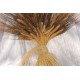 Large Dried Blackbeard Wheat Bunch Large Dried Blackbeard Wheat Bunch