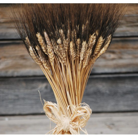 Large Dried Blackbeard Wheat Bunch Large Dried Blackbeard Wheat Bunch