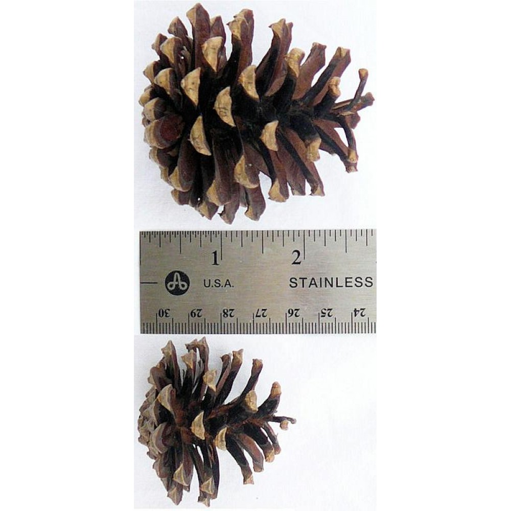 Lodgepole Pine Cones Lodgepole pine cone box