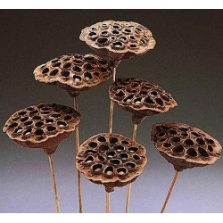 Dried Lotus Pods