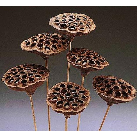 Dried Lotus Pods