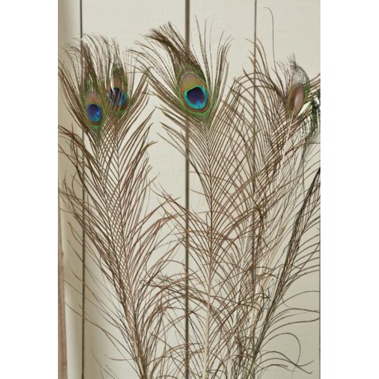 Peacock Eye Feathers for sale Peacock Eye Feathers for sale