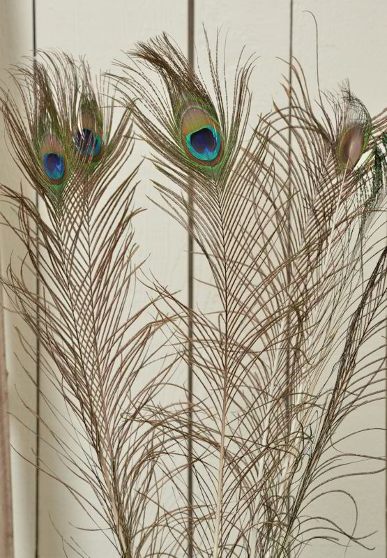 Peacock Eye Feathers for sale