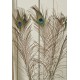 Peacock Eye Feathers for sale Peacock Eye Feathers for sale