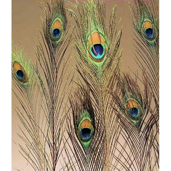 Peacock Eye Feathers