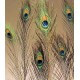 Peacock Eye Feathers for sale