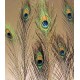 Peacock Eye Feathers for sale Peacock Eye Feathers for sale