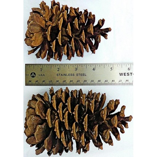 Ponderosa Pine Cones - Large