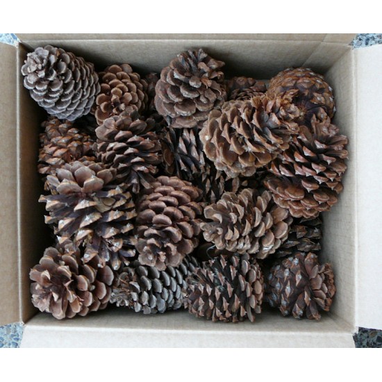 Ponderosa Pine Cones