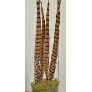 Ringneck Pheasant Feathers 16-18