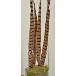 Ringneck Pheasant Feathers 16-18