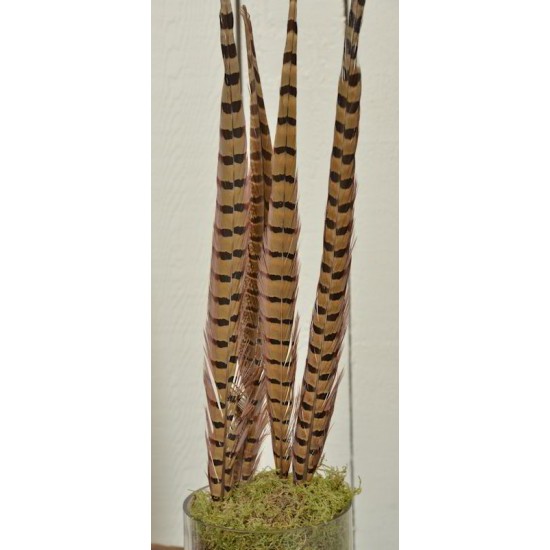 Ringneck Pheasant Feathers 16-18