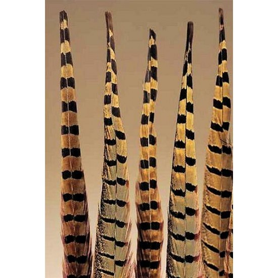 Ringneck Pheasant Feathers 16-18