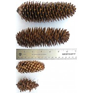 Spruce Pine Cones - Assorted Sizes