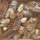 Spruce Pine Cones - Assorted Sizes