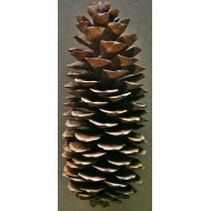 Sugar Pine Cones - Very Long Pine cones