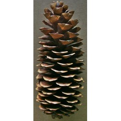 Sugar Pine Cones - Very Long Pine cones