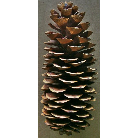 Sugar Pine Cones - Very Long Pine cones