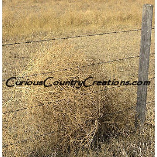 Tumbleweeds for Sale, Buy Tumbleweeds, Purchase Tumbleweed