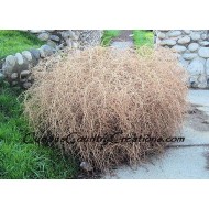 Christmas Tumbleweed