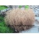 Christmas Tumbleweed