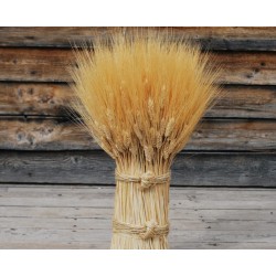 Blond Vertical Wheat Cone