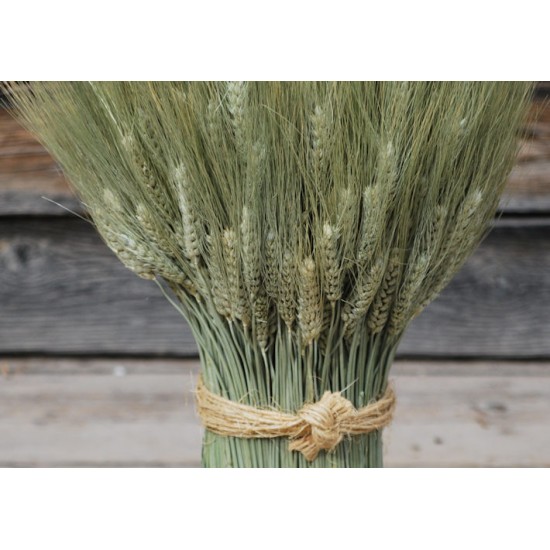 Green Bearded Vertical Wheat Cone